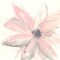 Blush Clematis I Poster Print by Chris Paschke - Item # VARPDX33992HR